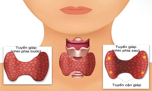 Tuyến giáp nằm ở đâu và có vai trò như thế nào?