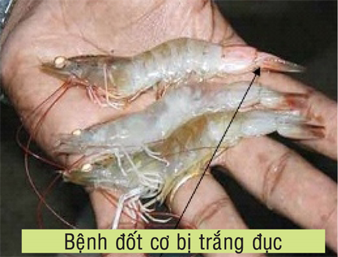 CÁCH TRỊ BỆNH CONG THÂN, ĐỤC CƠ