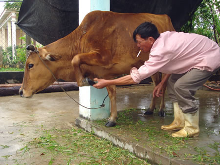 Biện pháp chống cước chân cho trâu, bò vào mùa lạnh