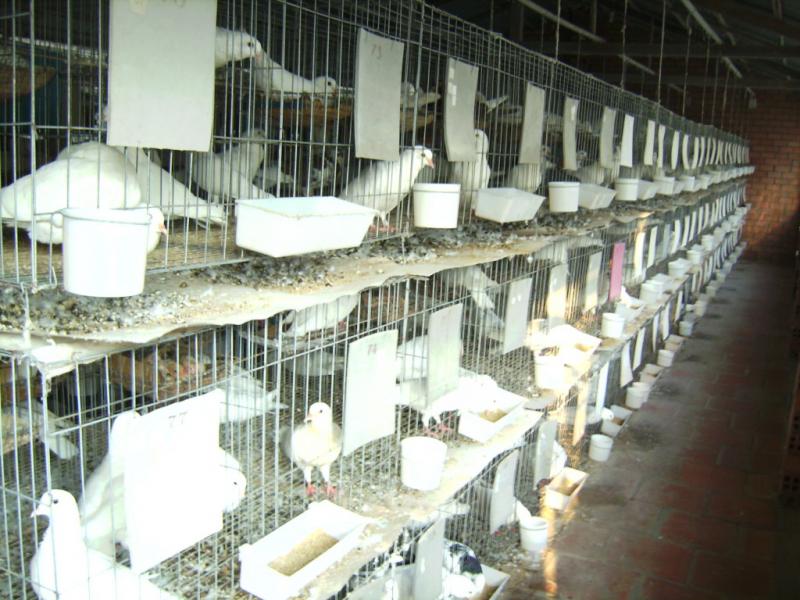 Kỹ thuật nuôi bồ câu gà cho năng suất cao
