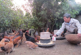 Nuôi gà Ai Cập