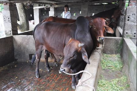 Kỹ thuật chăn nuôi bò thịt