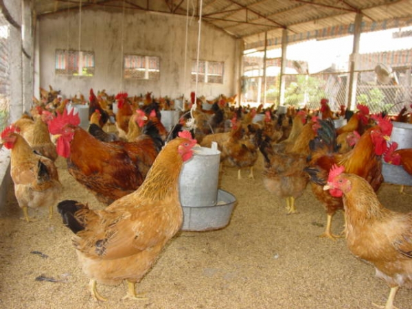 Kỹ thuật nuôi gà ta đẻ trứng