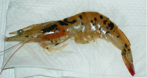 Bệnh Taura
