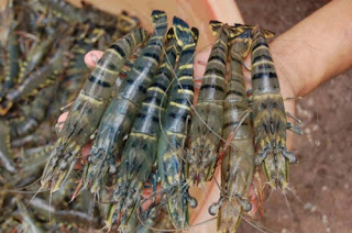 Miền Tây 'khát' tôm nguyên liệu