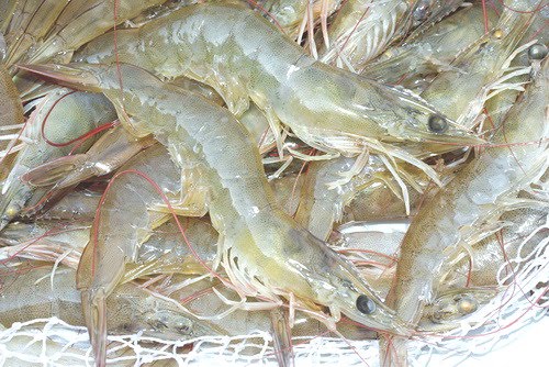 Tôm thẻ chân trắng và nối lo xâm lăng vùng nước ngọt