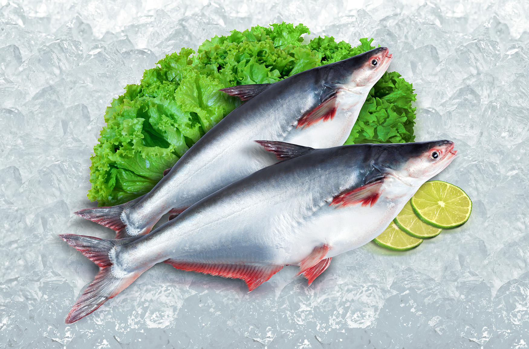 Khám phá tác dụng của cá tra đối với sức khỏe 