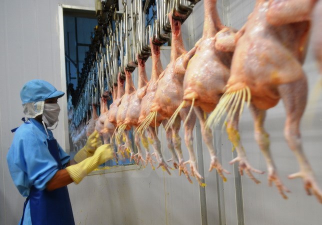 Xuất khẩu lô hàng thịt gà đầu tiên sang Nhật