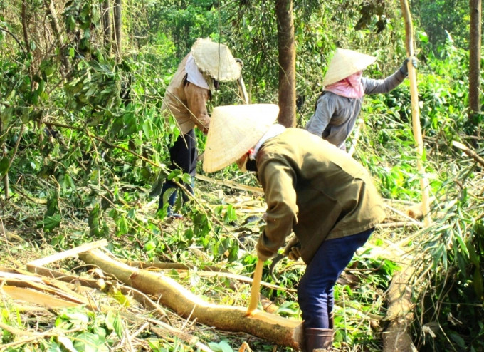 Cành, nhánh của gỗ rừng trồng là nguyên liệu đầu vào để sản xuất viên nén. Ảnh: V.Đ.T.