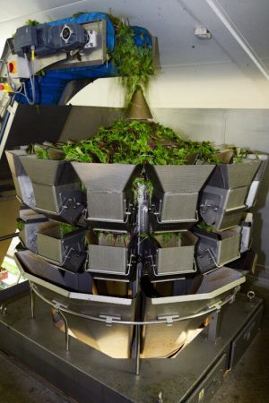 Ishida_Can_dinh_luong_cho_salad_Zenith_ Salad_ CCW with feeder _PR shot_