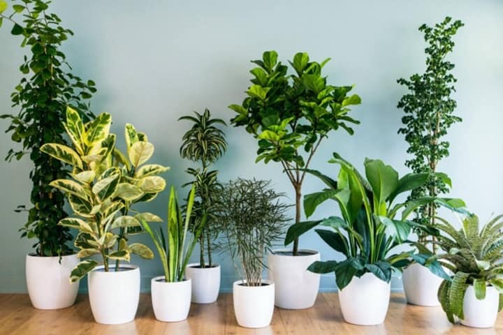 Notes when buying bonsai you need to know