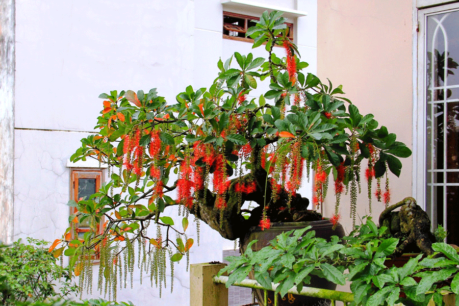 Cây lộc vừng cảnh bonsai