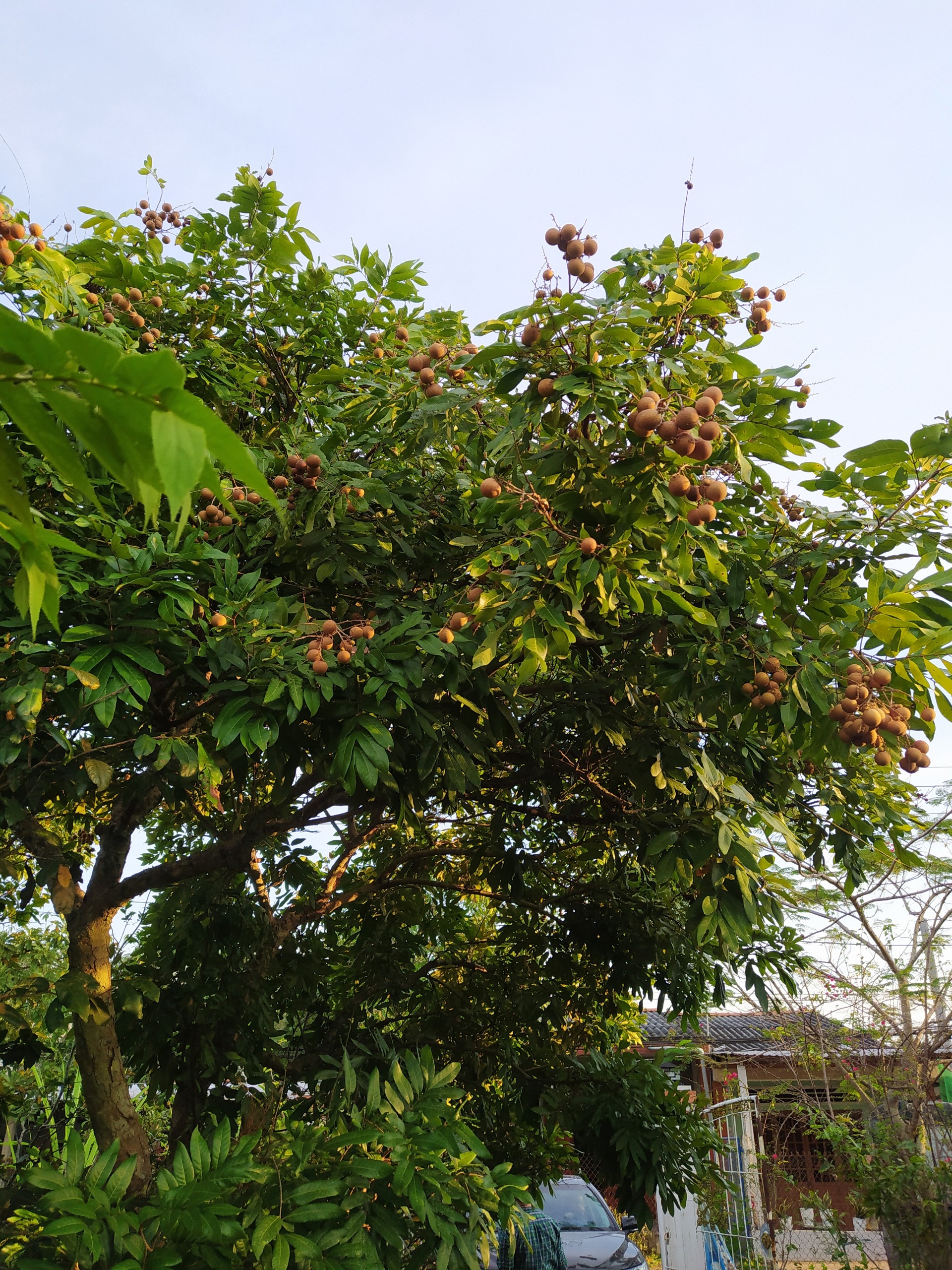 Anh Phương- Châu Thành,Tiền Giang
