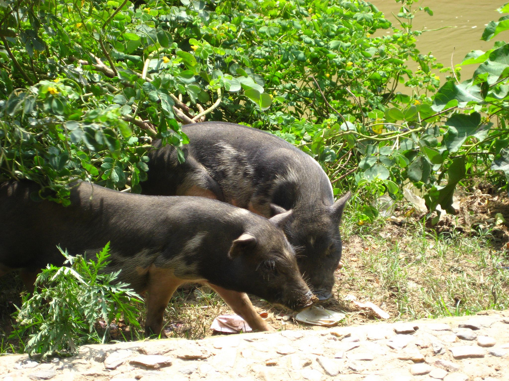 Làm giàu từ chăn nuôi heo đen (heo mọi)