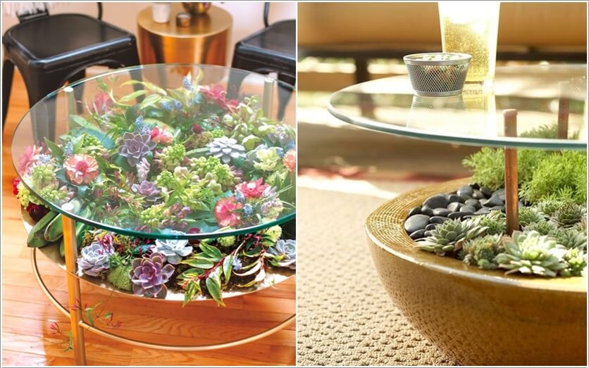 Trang trí nhà với các loại sen đá