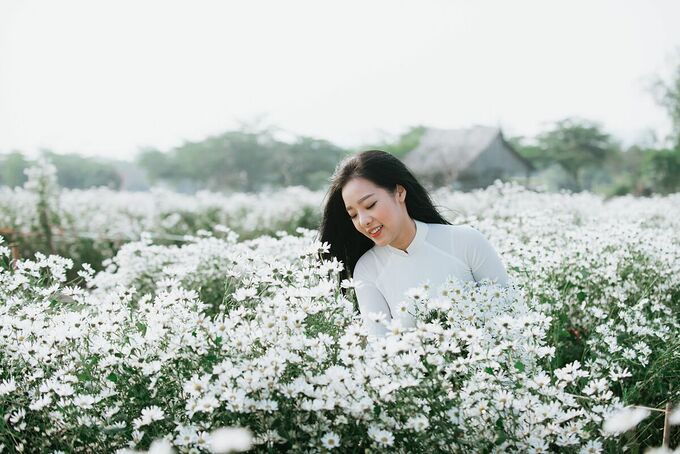 Hanoi's chrysanthemum season