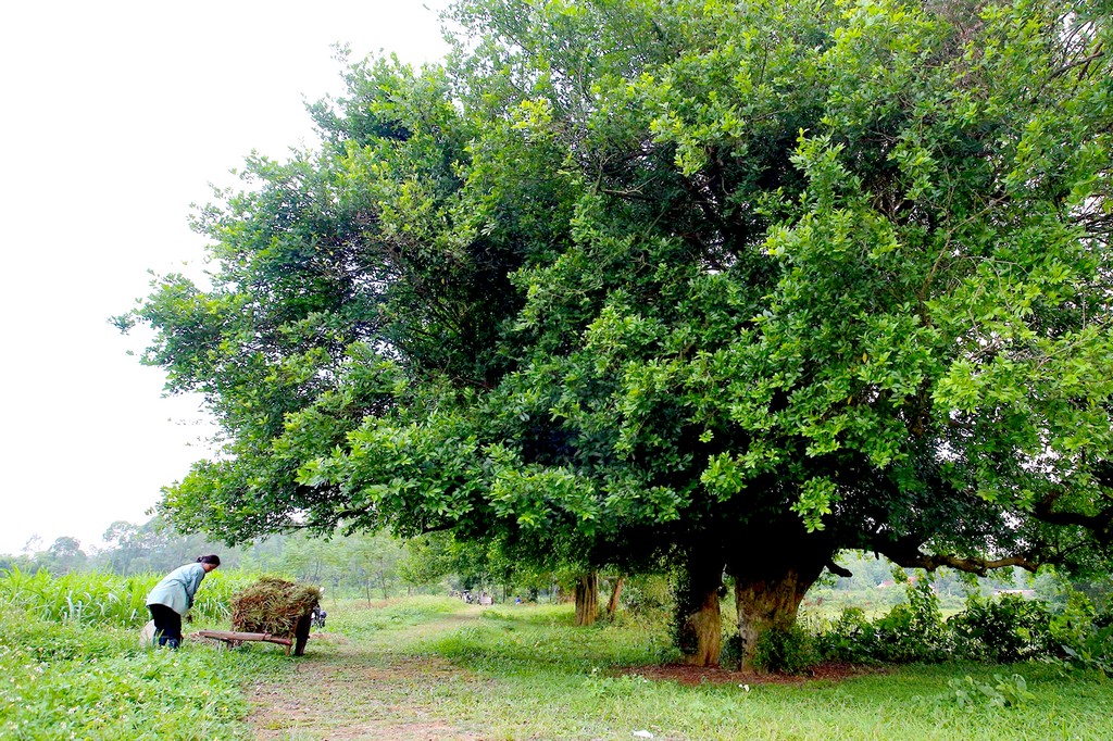 Siamese rough-bush