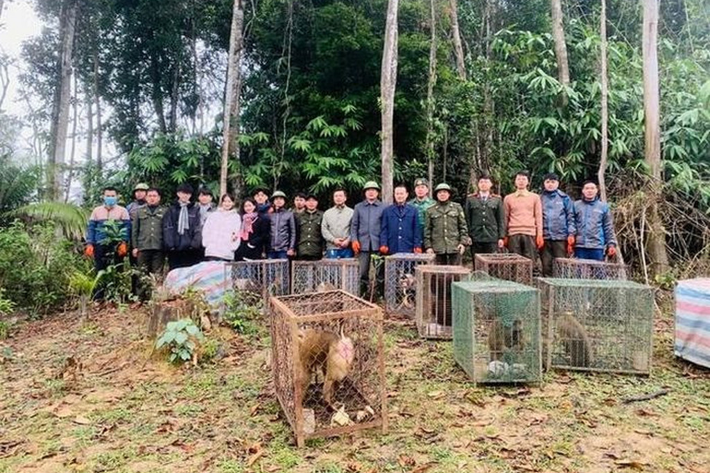 Monkeys and snakes rescued in Ha Tinh