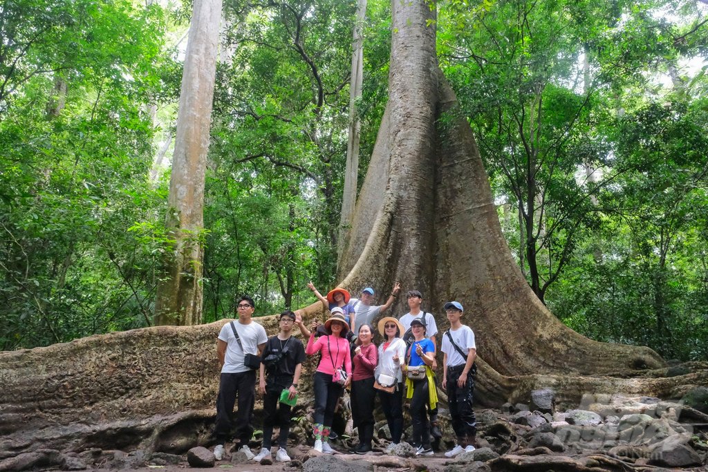 Thung tree
