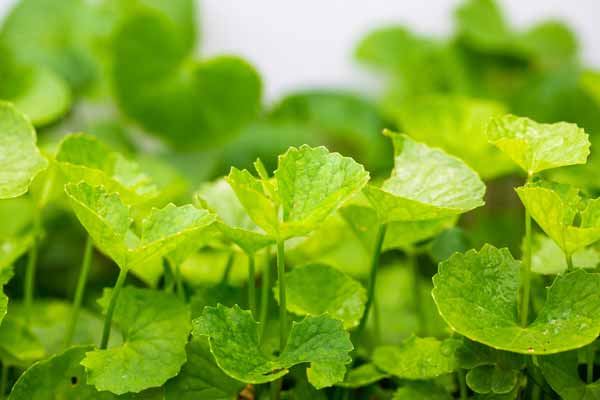 Remedy effective cough from dry cheek