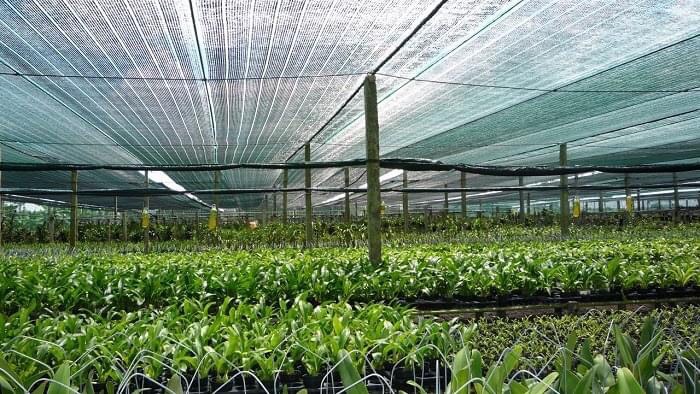 Lưới che mát vườn hoa lan