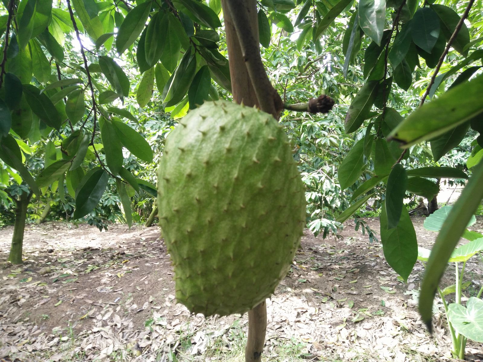 Nguồn gốc Mãng Cầu Xiêm