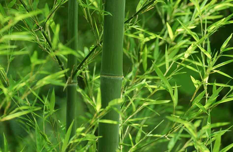 Chiêm ngưỡng top 90 hình ảnh cây tre đẹp nhất