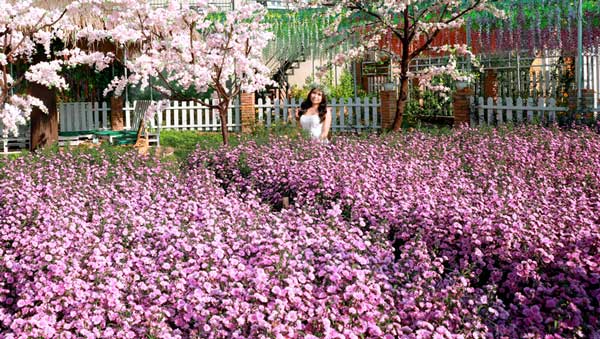 Hoa Thạch Thảo và Truyền Thuyết Về Tình Yêu Bất Diệt
