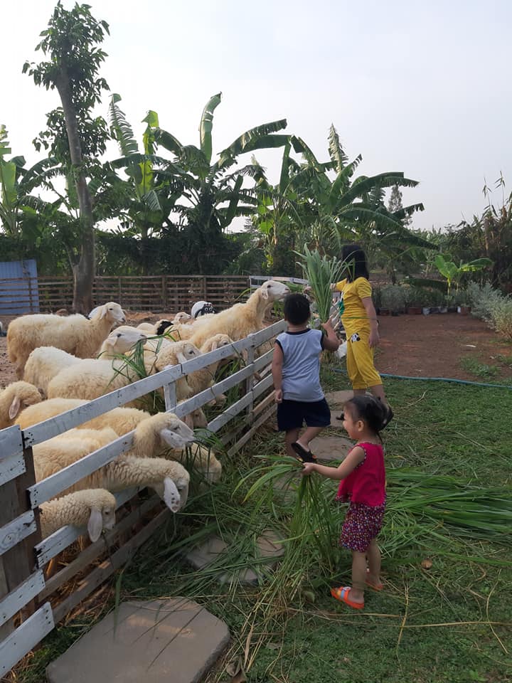 cuu-mini-farm-suoi-nghe-111