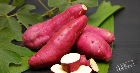 Dưỡng Trắng Da Mới Từ Khoai Lang