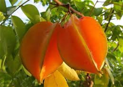 Cách tái tạo làn da với quả khế sau hai tuần