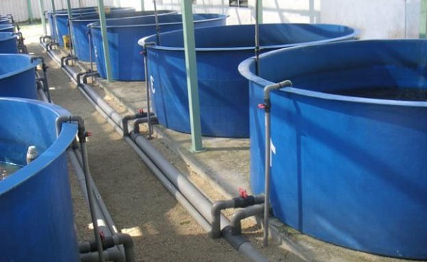 Công trình Bồn Composite nuôi cá cho Cty Minh Châu