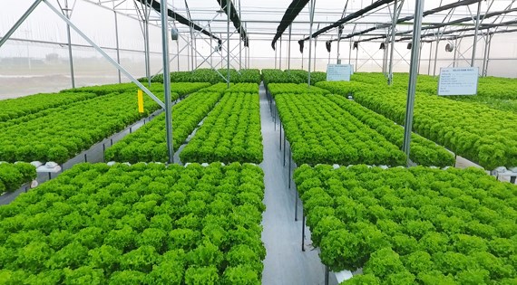 Green life on integrated farm