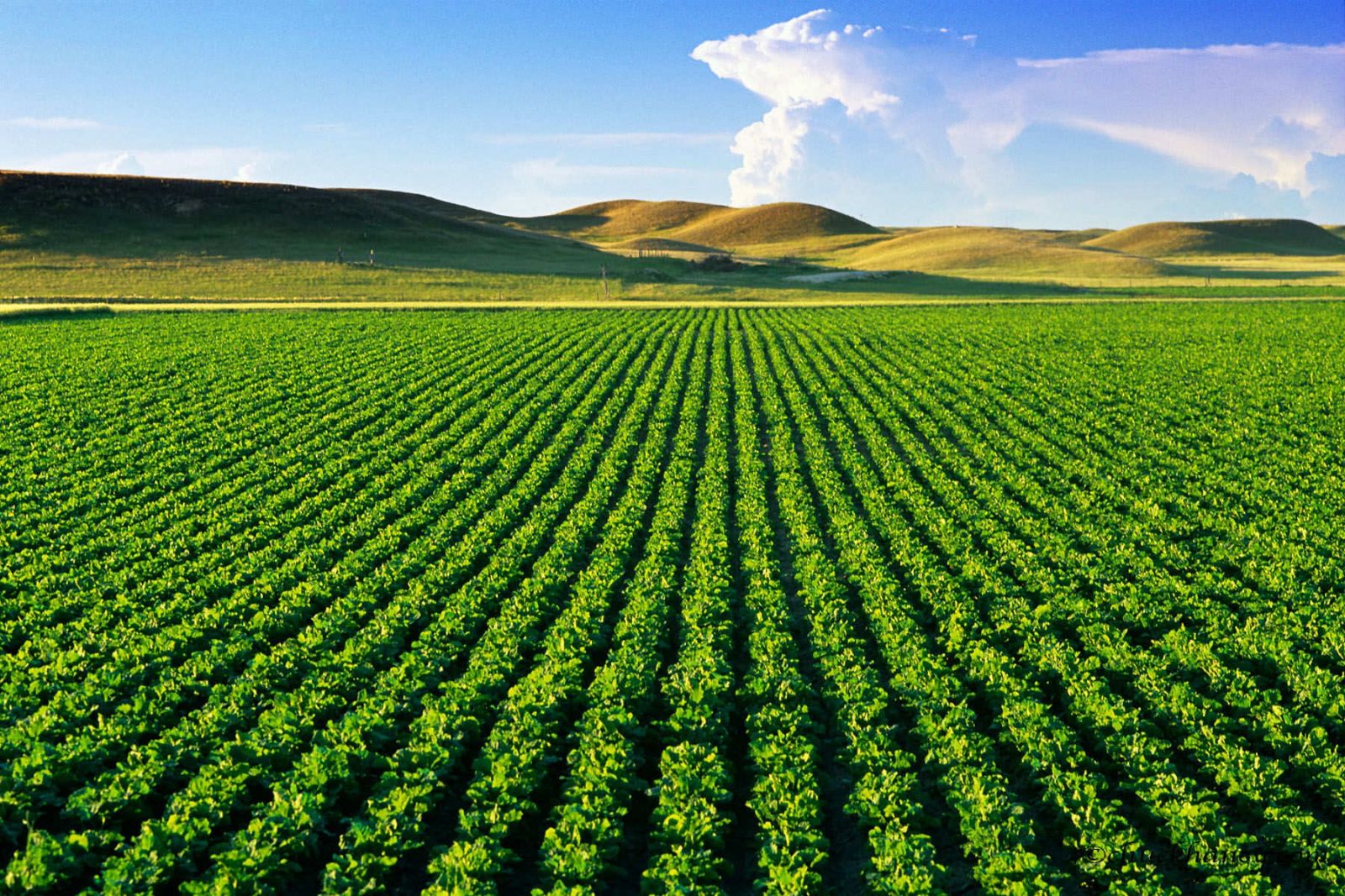 Procedures for buying and selling agricultural land and notes not to be missed