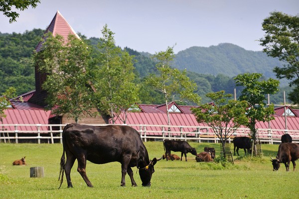 How to build the best model farm?