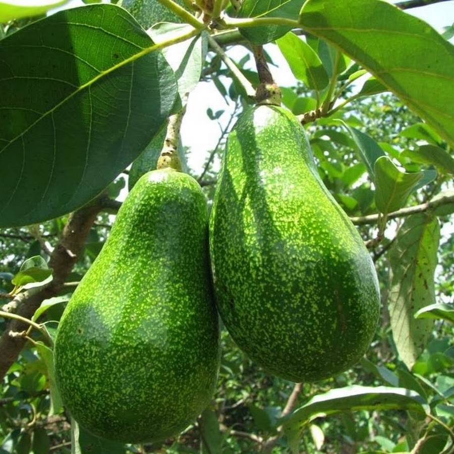 Avocado 5 slugs