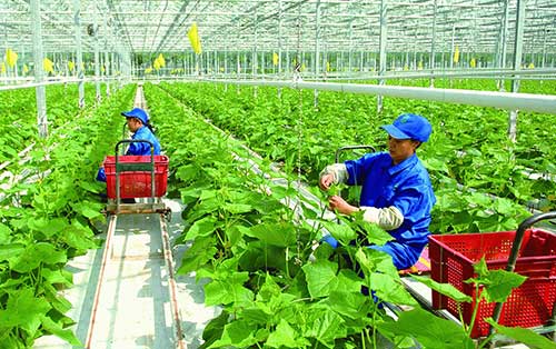 Choose the best farm model today