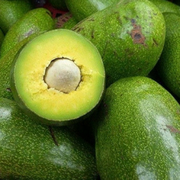 Unnamed avocado