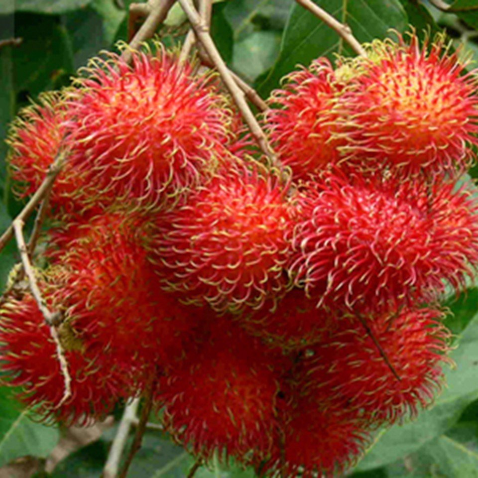 Peeled rambutan