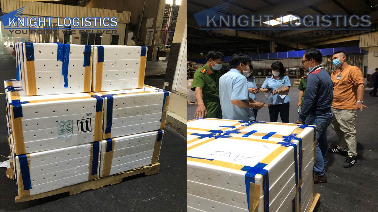 nhập khẩu động vật sống