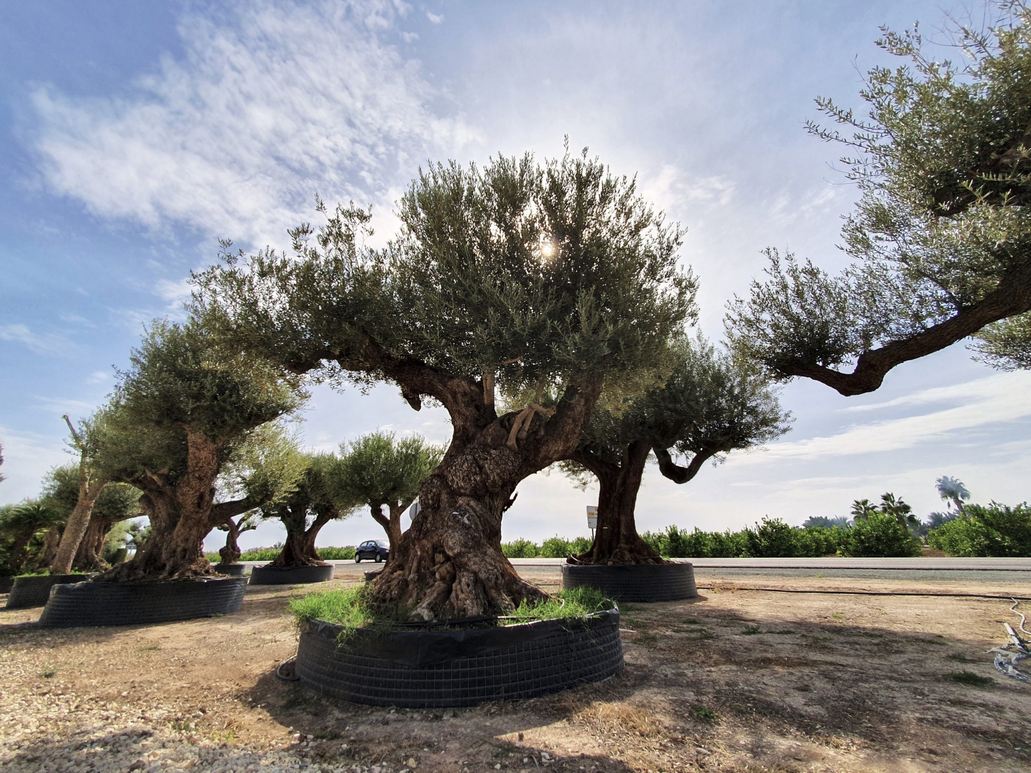 How are the roots of the mature olive trees? With what constructions are compatible?
