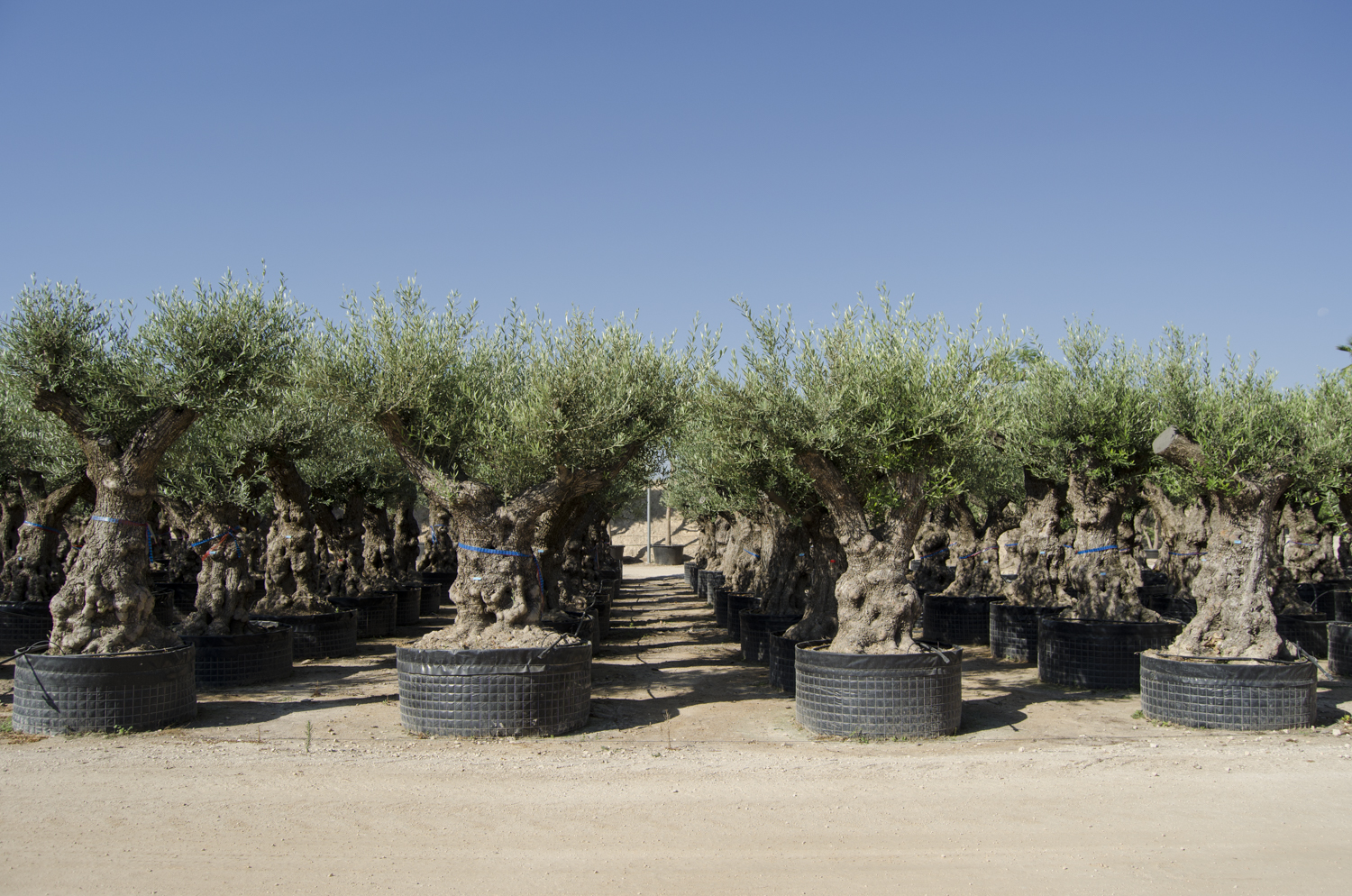 Is my millenary olive tree exclusive?