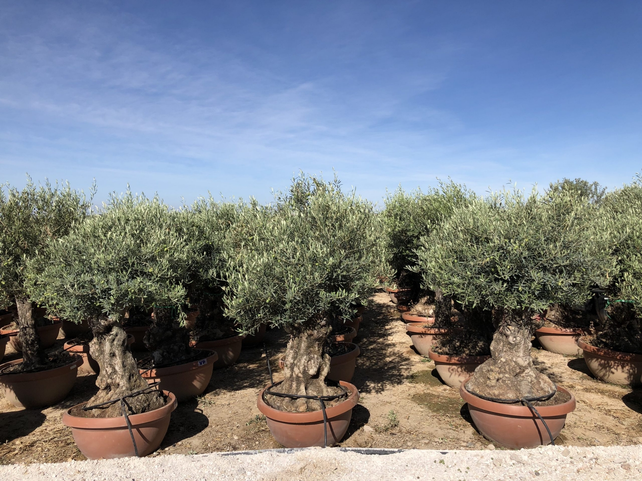 In which countries can I import ornamental olive trees?