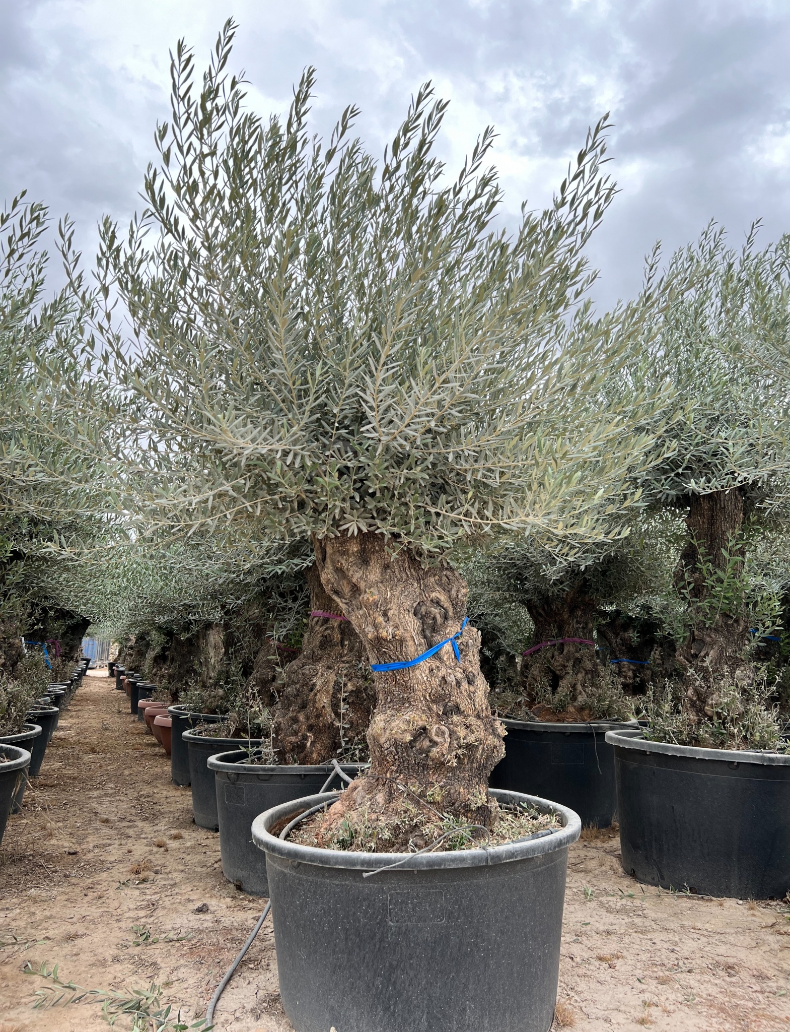 D - OL EU Olea Europaea Bonsai - 100/120 - 230L/285L
