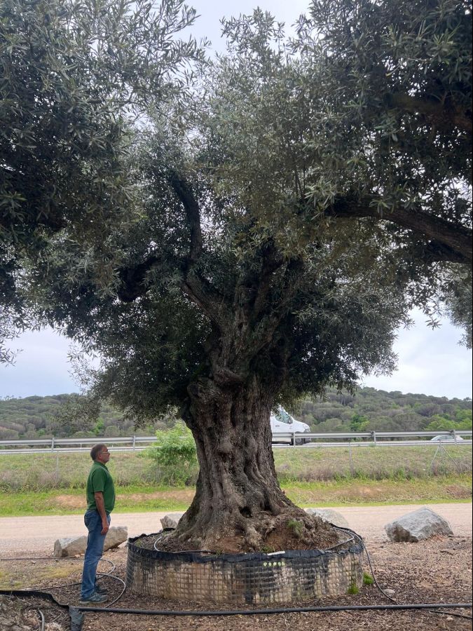 K - OL EU 26 Olea Europaea Millenary Massive - Netting