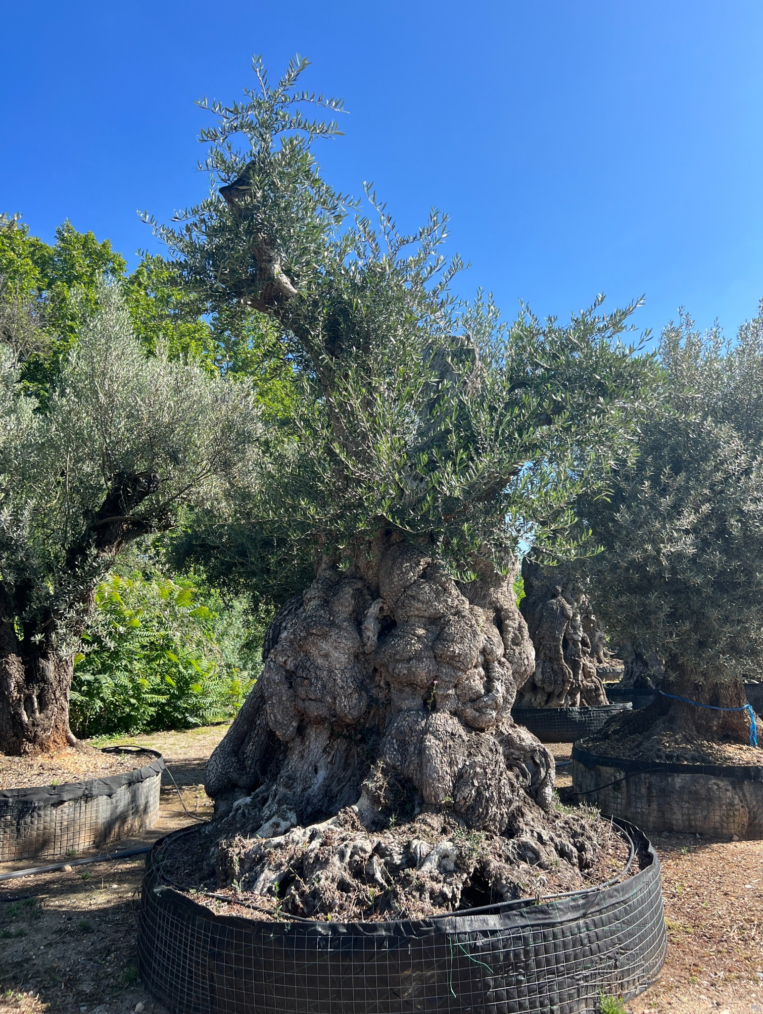 K - OL EU 22 Olea Europaea Millenary Massive - Netting