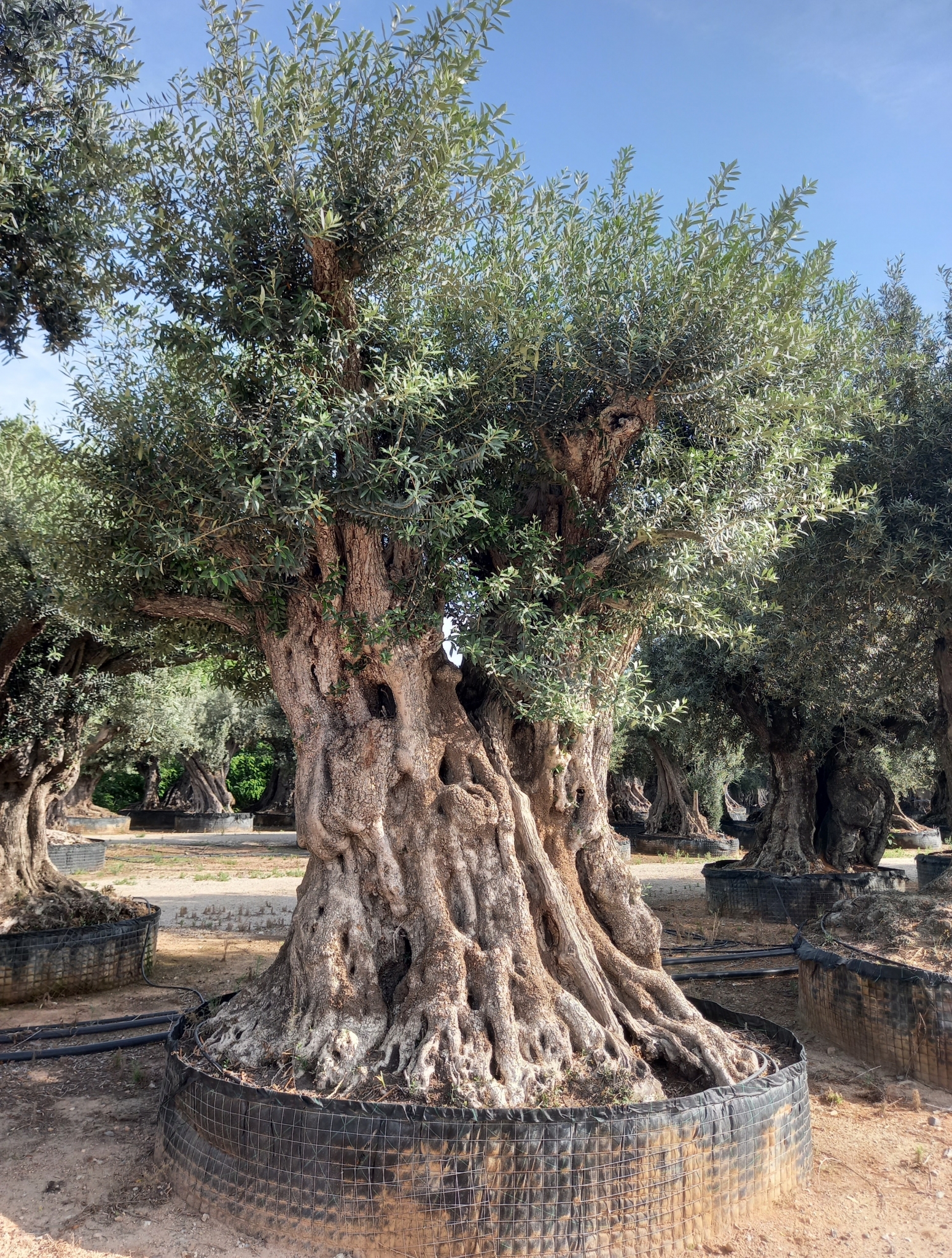 I - OL EU 5 Olea Europaea Millenary Massive - Netting
