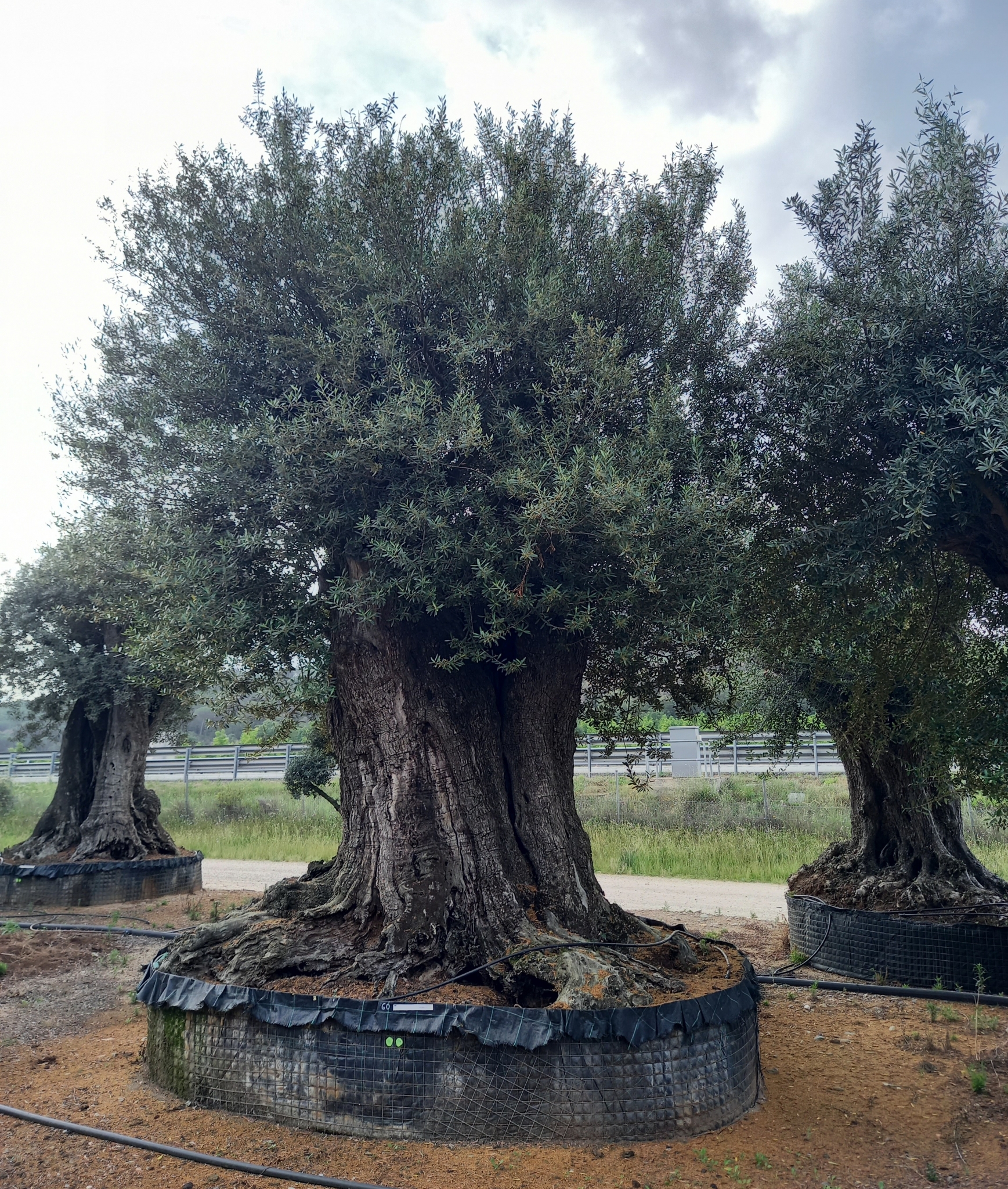 F - OL EU 1 Olea Europaea Millenary Massive - Netting