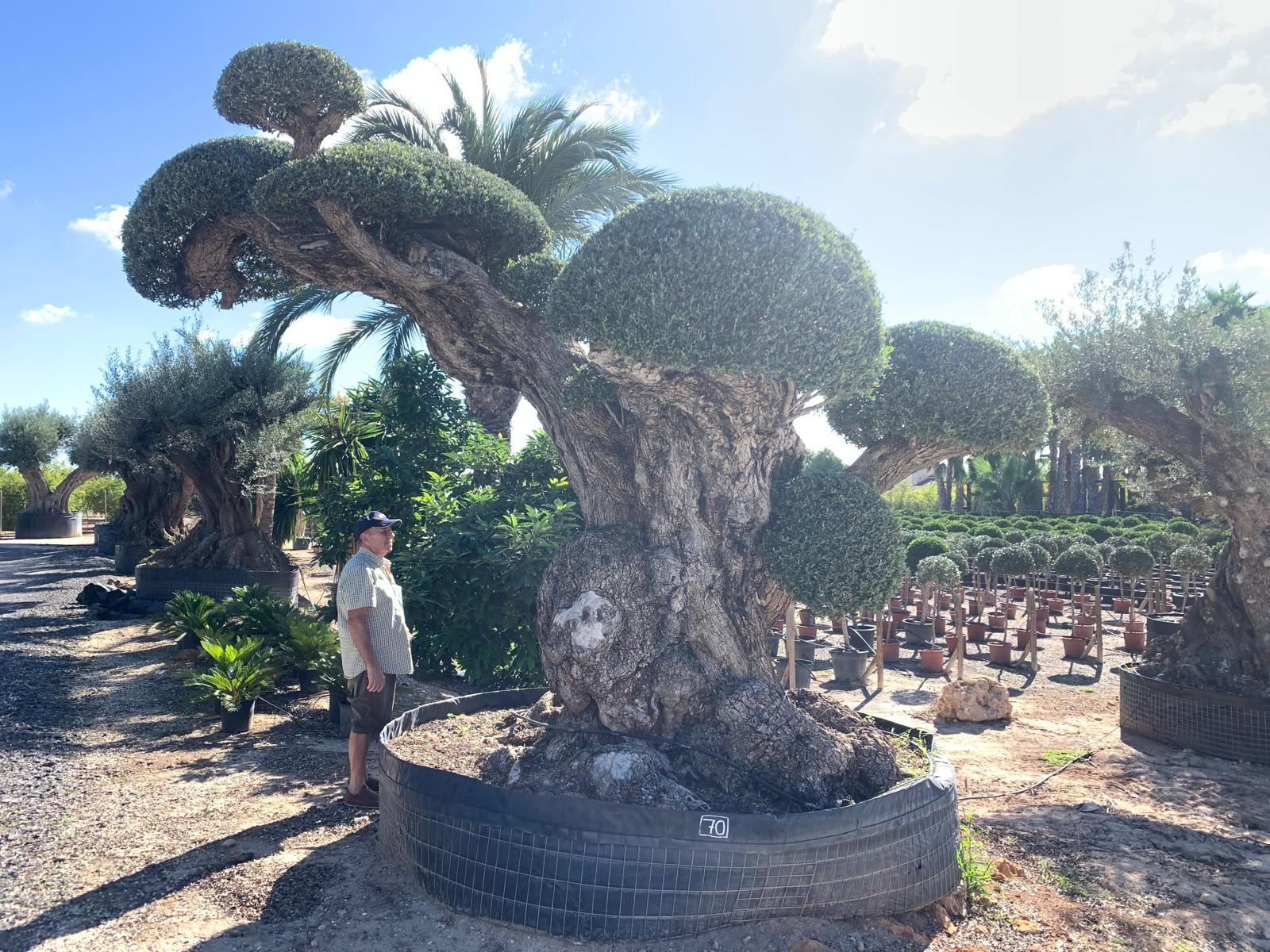 I - OL EU 070 Olea Europaea Topiary Clouds 