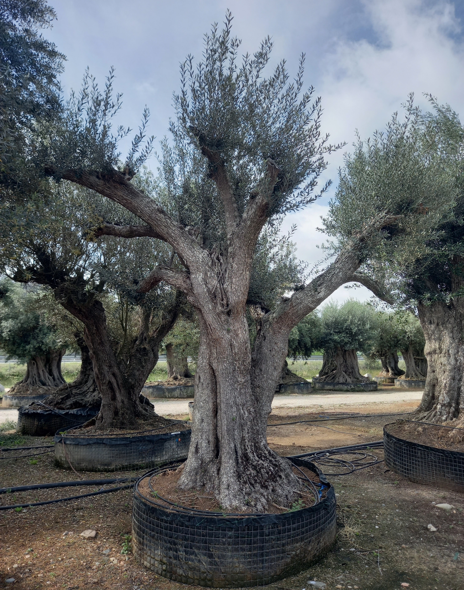 A - OL EU 9 Olea Europaea Millenary Massive - Netting